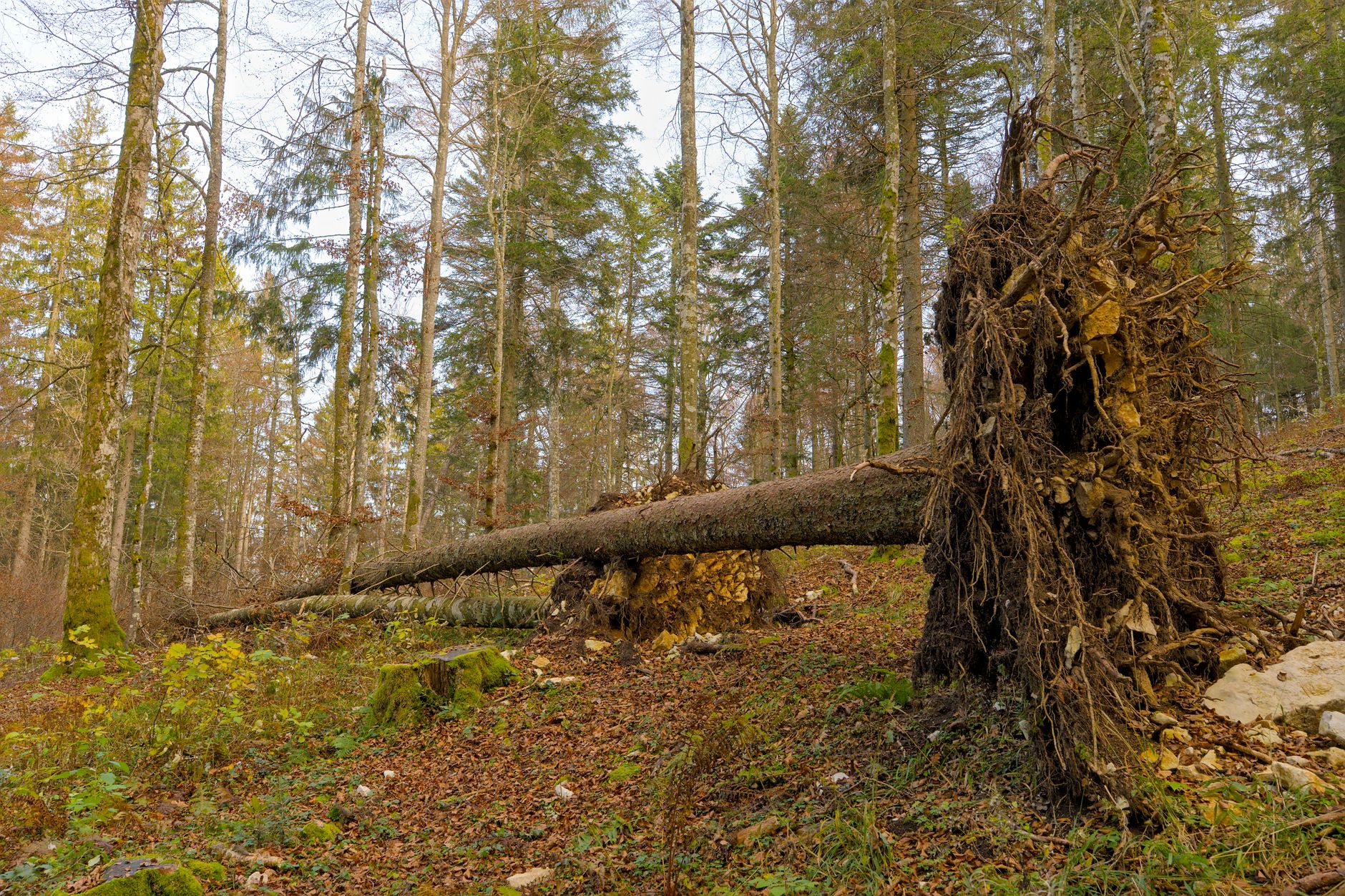 Enlèvement arbre urgence équipe à Le Kremlin-Bicêtre